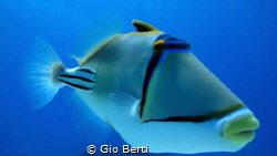 Picasso Triggerfish - Gota abu Ramada Acquario Hurghada by Gio Berti 